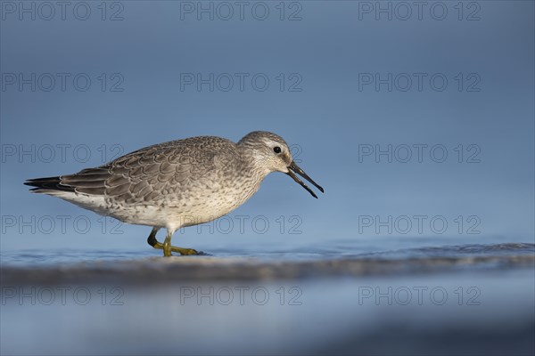 Red knot