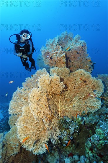 Diver looking at gorgonian fan