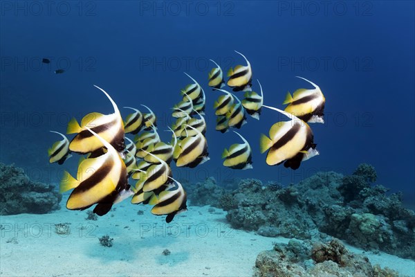 Shoal of red sea bannerfish