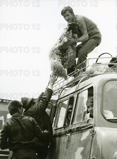 Loading sheep after the market