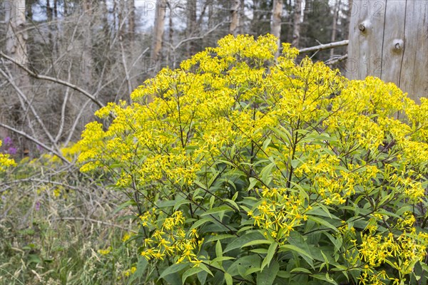Yellow-flowered Greiscraut