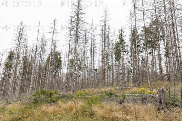 Large areas affected by forest dieback