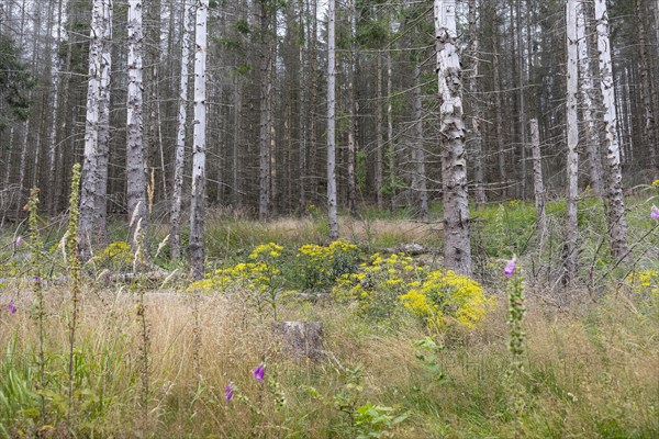 Yellow flowering Greiscraut