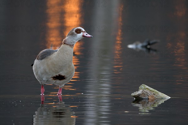 Egyptian goose