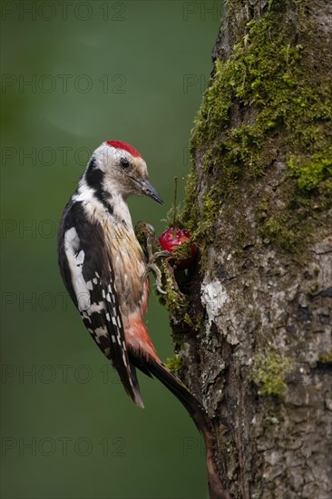 Middle spotted woodpecker