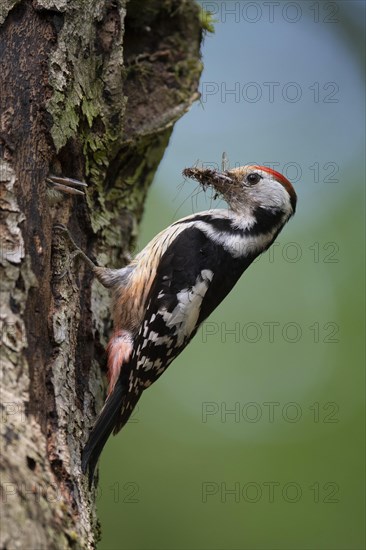 Middle spotted woodpecker