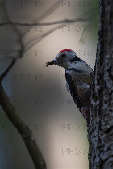 Middle spotted woodpecker