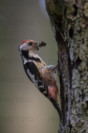 Middle spotted woodpecker