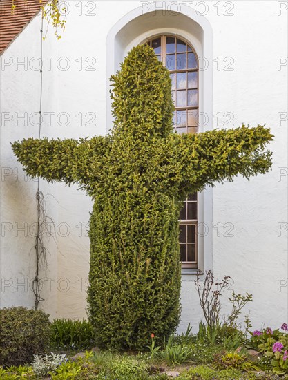 Conifer bush cut in the shape of a cross