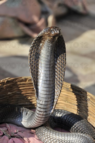 Cobra of snake charmer