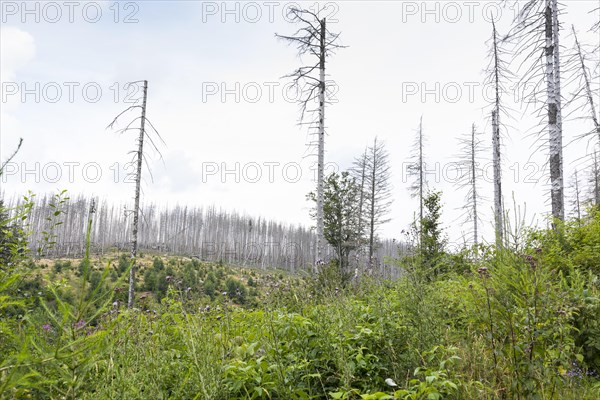 Large areas affected by forest dieback