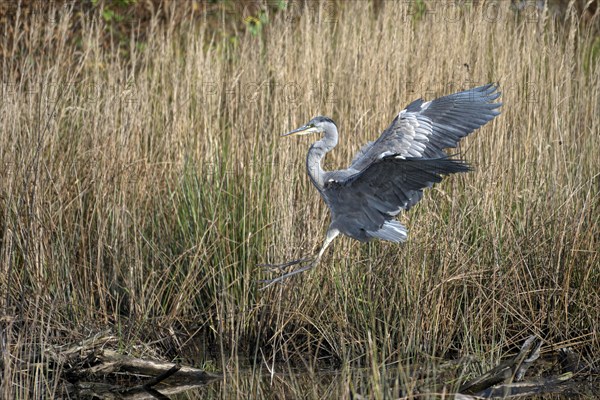 Grey heron