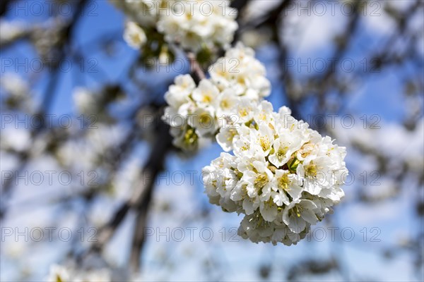 Branches with blossoms of the cherry