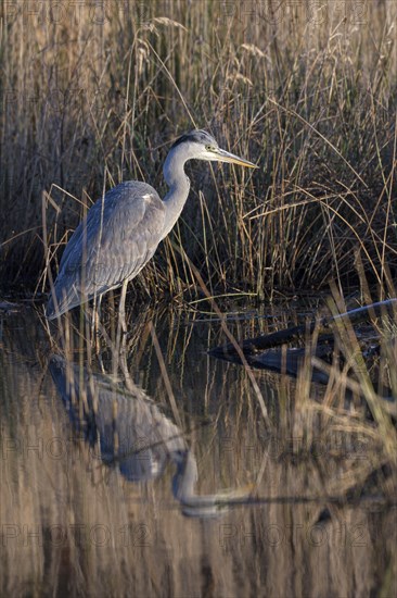 Grey heron