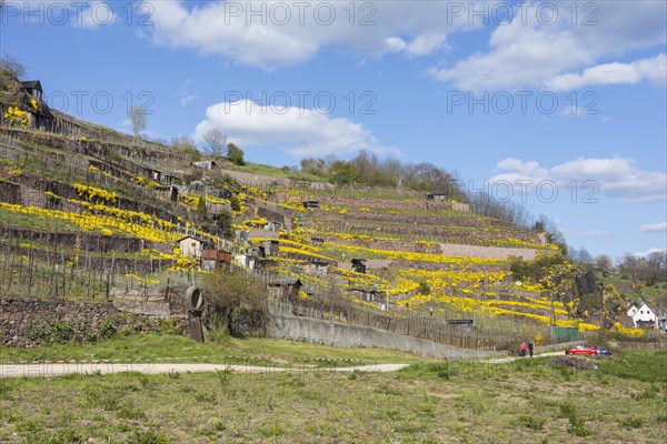 Flowering mountain madwort