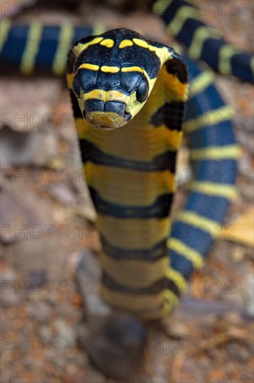 Chinese King Cobra