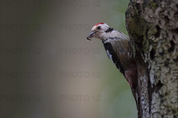 Middle spotted woodpecker