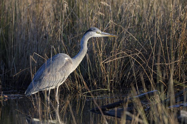 Grey heron