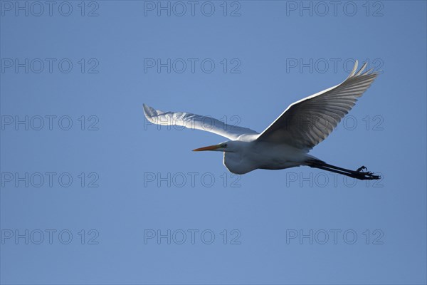 Great egret