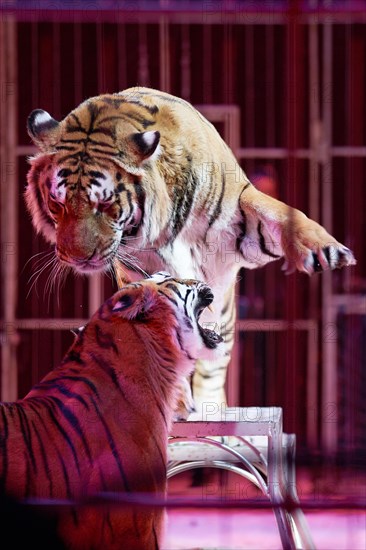 Moscow Circus. Siberian Tigers