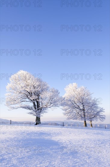 Weather beech trees