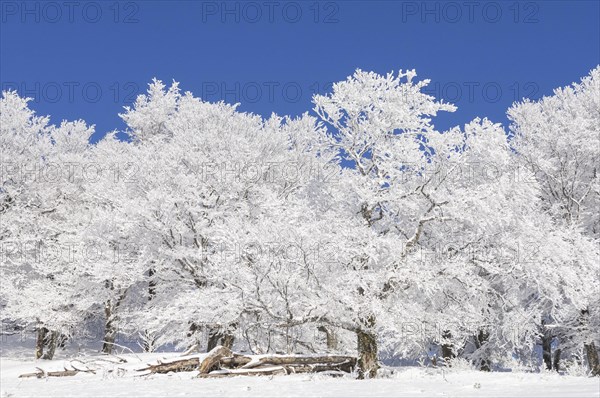 Weather beech trees