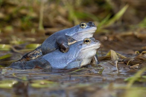 Moor frog