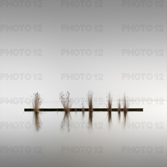 Groynes for bank protection at Mueggelsee in Berlin