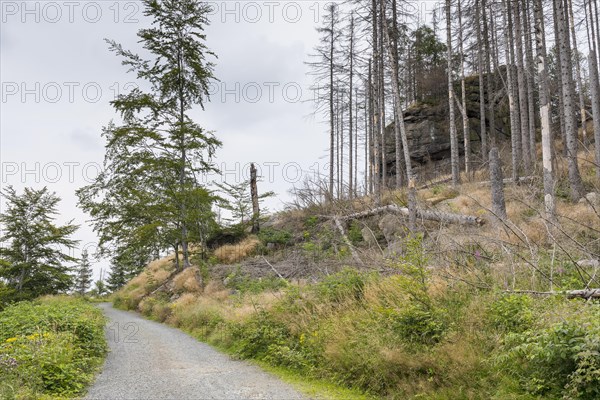 Large areas affected by forest dieback