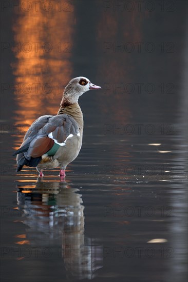 Egyptian goose