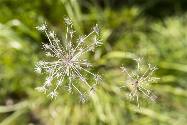 Withered inflorescence like sparkler