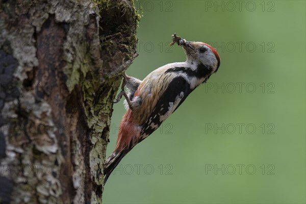 Middle spotted woodpecker