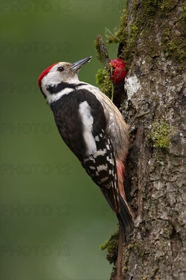 Middle spotted woodpecker