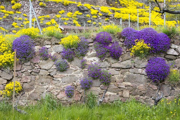 Flowering mountain madwort