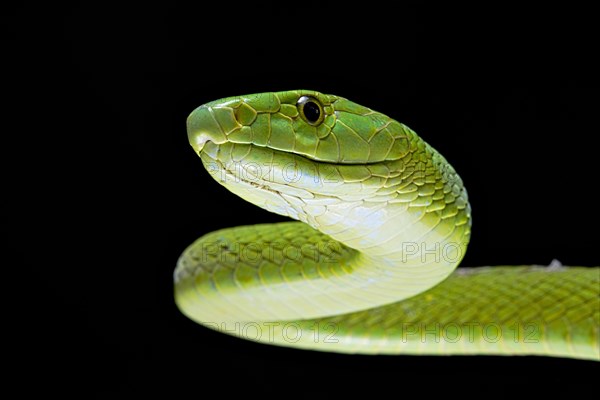 Green Mamba