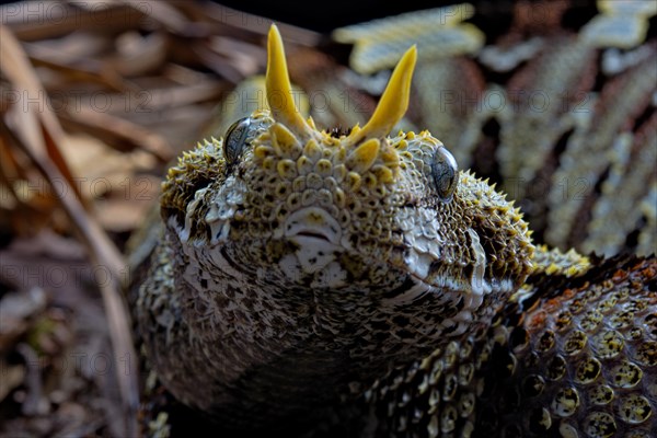 Butterfly Viper