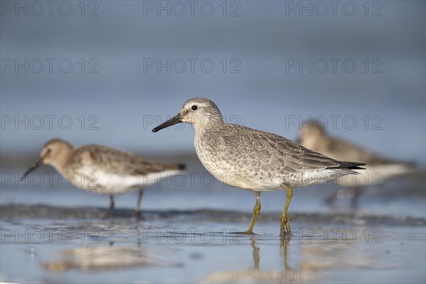 Red knot