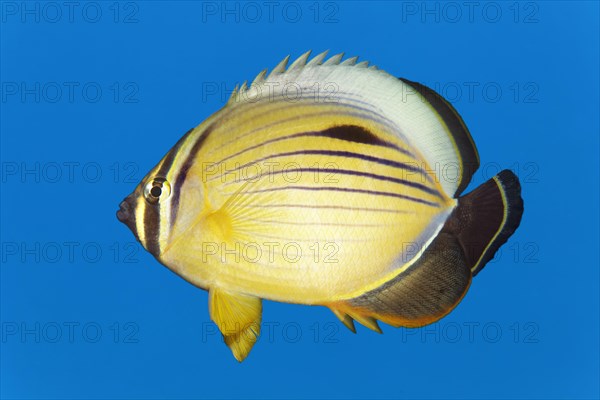 Red Sea Ripple Striped blacktail butterflyfish