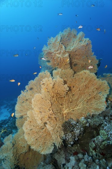 Gorgonian fan