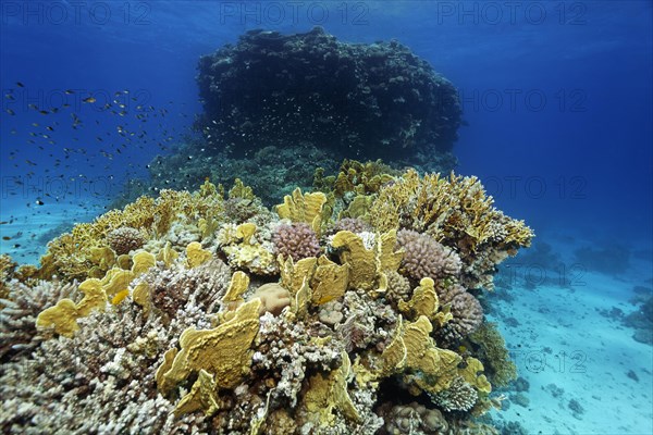 Coral reef with various stony corals