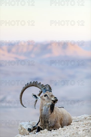 The male Ibex