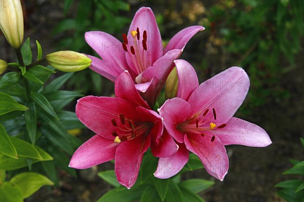 Lily blossom