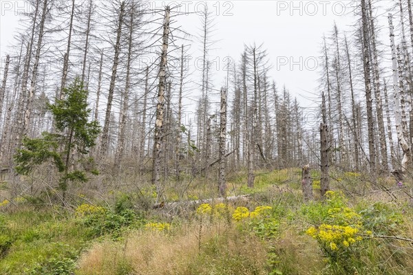 Large areas affected by forest dieback