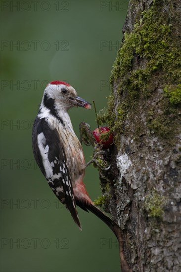 Middle spotted woodpecker