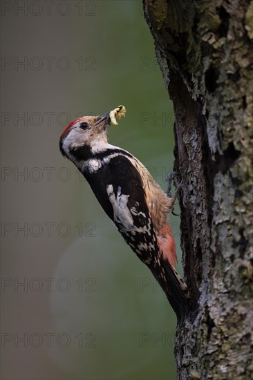 Middle spotted woodpecker