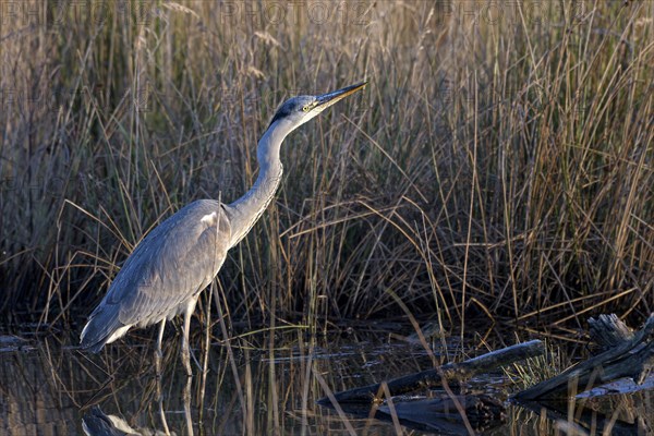 Grey heron