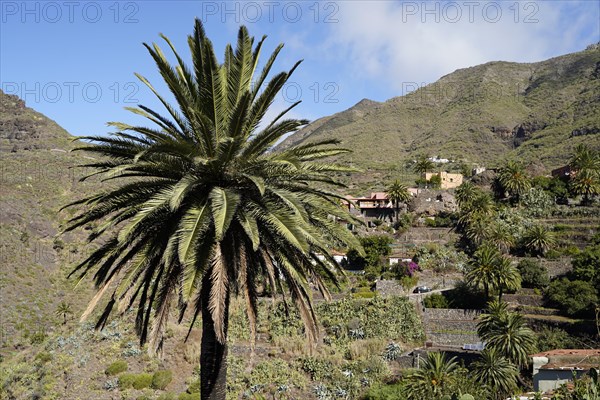 Mountain Village Masca In the Teno Mountains