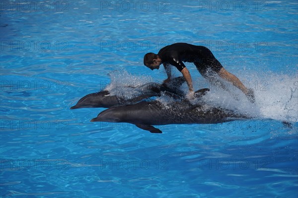 Bottlenose dolphin