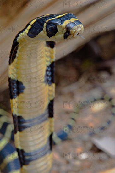 Chinese King Cobra