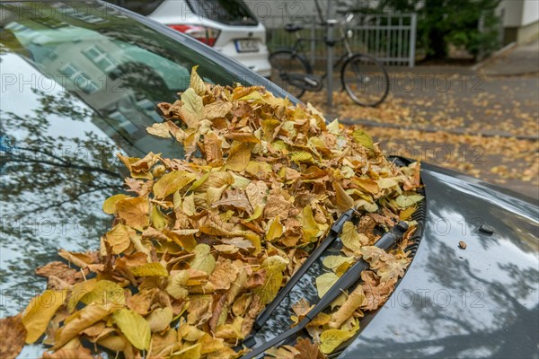 Windscreen